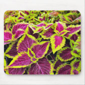 Tapis De Souris Coloré Feuille Coleus (Devant)