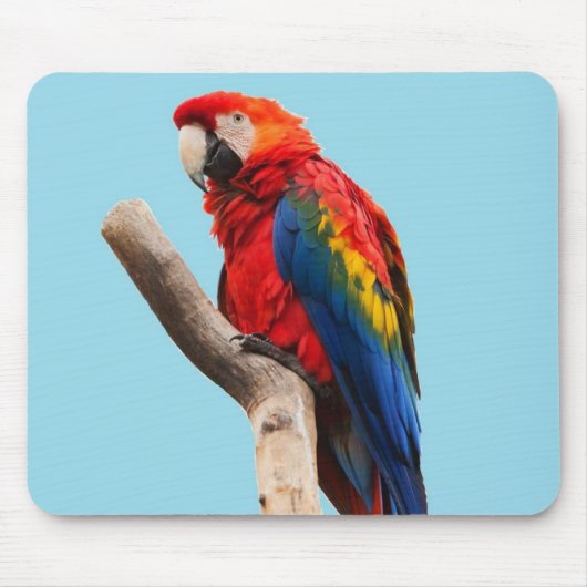 Tapis De Souris Colorful Parrot Portrait Photo (Devant)