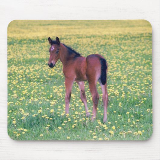Tapis De Souris Colt dans le champ de Dandelion (Devant)