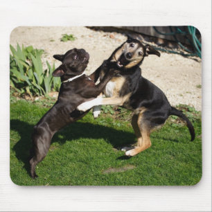 Tapis De Souris Combattre les chiens