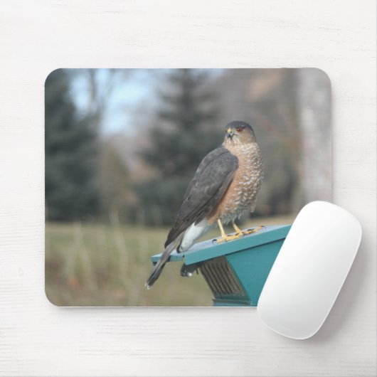 Tapis De Souris Coopers Hawk (Avec souris)
