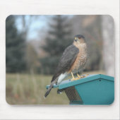 Tapis De Souris Coopers Hawk (Devant)