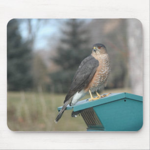 Tapis De Souris Coopers Hawk