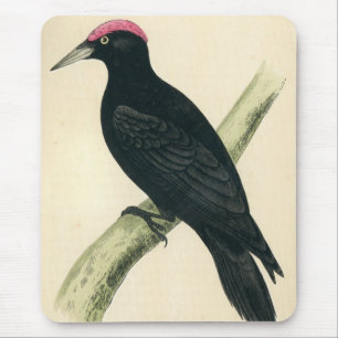 Tapis De Souris Copie antique d'un pivert noir