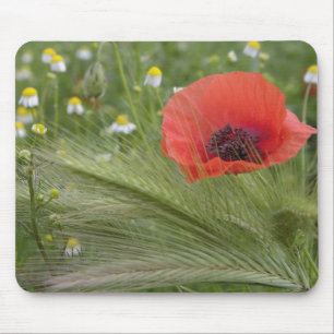 Tapis De Souris Coquelicot rouge, Toscane, Italie