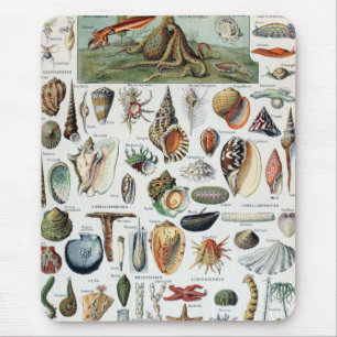 Tapis De Souris Coques Vintages de Mollusks