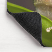 Tapis De Souris Coqui commun, Eleutherodactylus coqui (Coin)