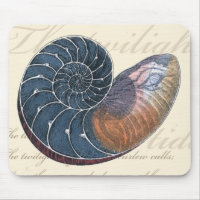 Coquillage romantique
