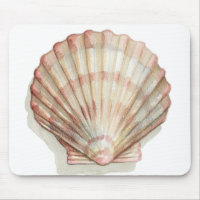 Coquillage rose et crème