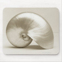 Coquille marine de nausolée perlée
