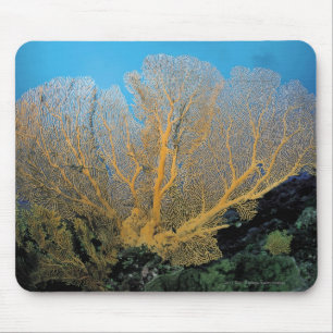 Tapis De Souris Corail de Gorgonian