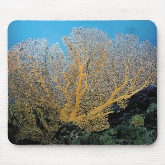 Tapis De Souris Corail de Gorgonian (Devant)