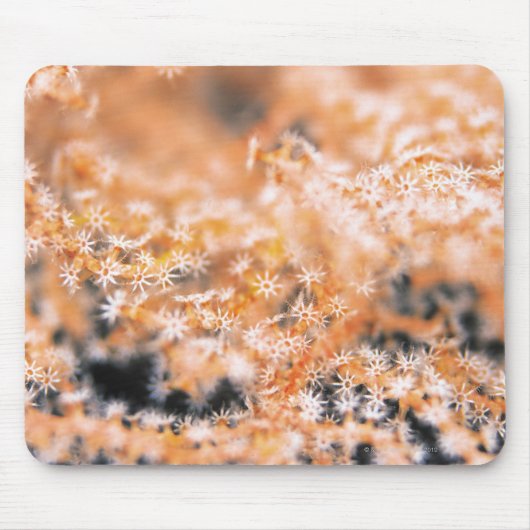 Tapis De Souris Corail gorgonien 2 (Devant)