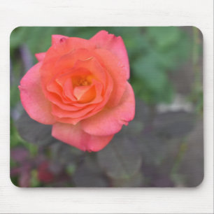 Tapis De Souris Corail rose Rose Nature Photographie Plante