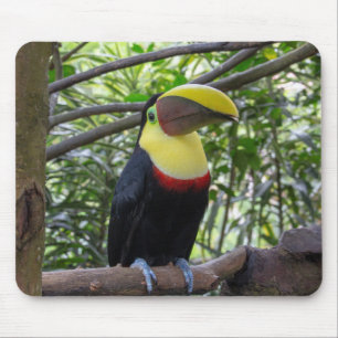 Tapis De Souris costa rica, faune, nature