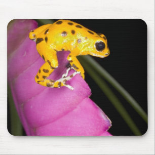 Tapis De Souris Costa Rica. Gros plan sur une grenouille dart