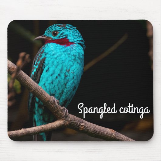 Tapis De Souris Cotinga rayée (Devant)