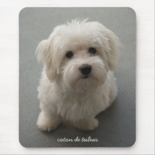 Tapis De Souris Coton de Tulear
