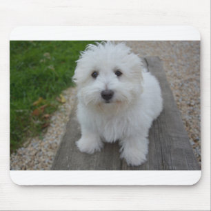 Tapis De Souris coton de tulear on bench