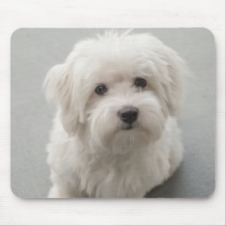 Tapis De Souris Coton de Tulear Puppy de Maisie