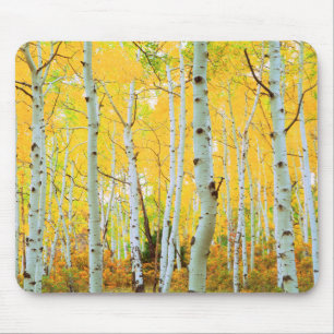 Tapis De Souris Couleurs automnales des arbres d'Aspen 1
