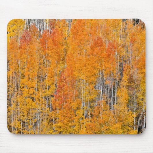 Tapis De Souris Couleurs d'automne sur Aspen Groves (Devant)