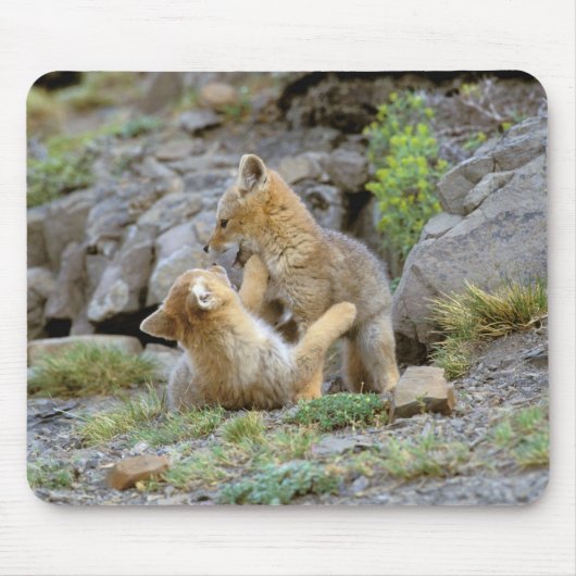 Tapis De Souris Couple de Fox gris d'Amérique du Sud (Lycalopex gr (Devant)