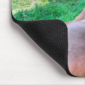 Tapis De Souris Courir Pinto Peinture Gelding & Stallions châtaign (Coin)