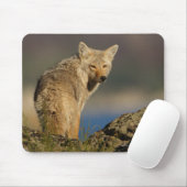 Tapis De Souris Coyote (Avec souris)