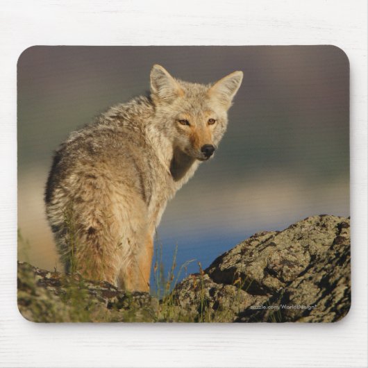Tapis De Souris Coyote (Devant)