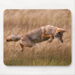 Tapis De Souris Coyote sautant - prés de gibbon