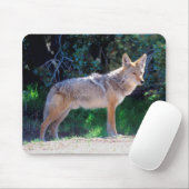 Tapis De Souris Coyote Stand le long d'une route (Avec souris)
