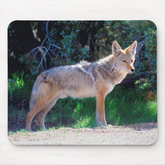 Tapis De Souris Coyote Stand le long d'une route (Devant)