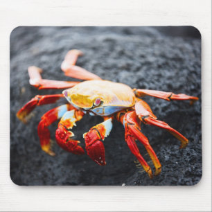 Tapis De Souris Crabe de lightfoot de sortie sur une roche noire