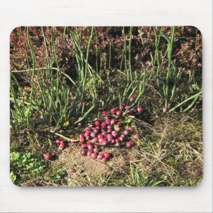 Tapis De Souris Cranberry Farm, Long Beach, Washington