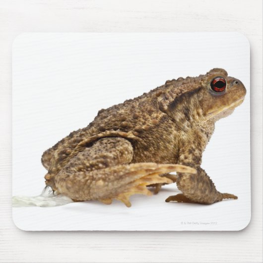 Tapis De Souris Crapaud commun ou crapaud européen (Bufo bufo) pis (Devant)