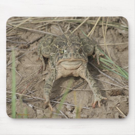 Tapis De Souris Crapaud des prairies R10 (Devant)