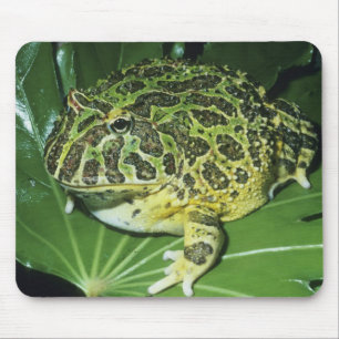Tapis De Souris Crapaud Orné, (Ceratophrys ornata),