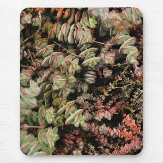 Tapis De Souris Crassula perforata (Devant)