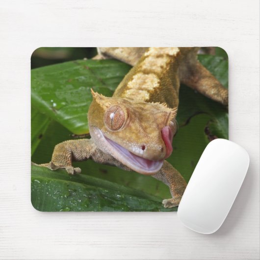 Tapis De Souris Crested Gecko (Avec souris)