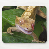Tapis De Souris Crested Gecko (Devant)