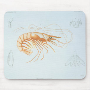 Tapis De Souris Crevette ou grosse crevette, faune marine vintage