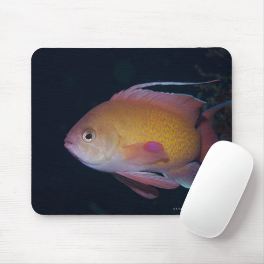 Tapis De Souris Crimson Seabream (Avec souris)