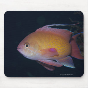 Tapis De Souris Crimson Seabream