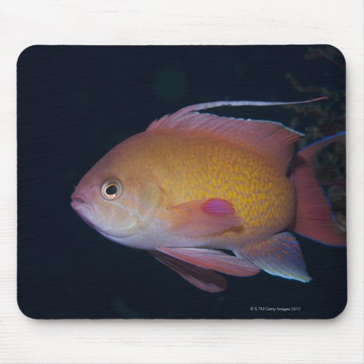 Tapis De Souris Crimson Seabream (Devant)