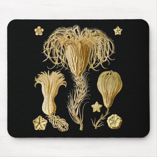 Tapis De Souris Crinoids (Devant)