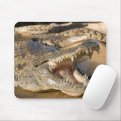 Tapis De Souris crocodile (Avec souris)