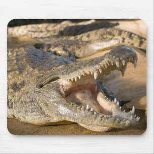 Tapis De Souris crocodile