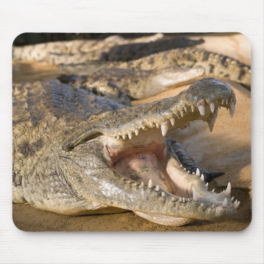 Tapis De Souris crocodile (Devant)