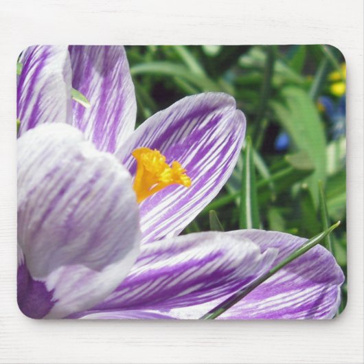 Tapis De Souris Crocus de printemps violet (Devant)